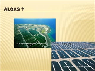 ALGAS ? 45 ha  Spirulina  cultivation, Hawaii (USA) Spirulina  cultivation, California (USA) 