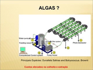 ALGAS ?  Principais Espécies: Dunaliela Salinas and Botryococcus. Brownii Custos elevados na colheita e extração 
