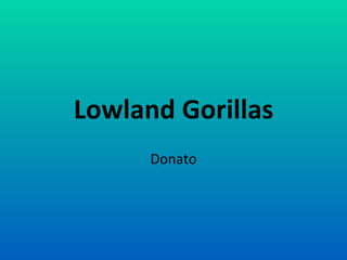 Lowland Gorillas Donato 