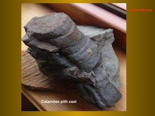 Calamites pith cast Carboniferous 