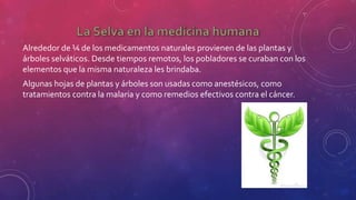 Alrededor de ¼ de los medicamentos naturales provienen de las plantas y
árboles selváticos. Desde tiempos remotos, los pobladores se curaban con los
elementos que la misma naturaleza les brindaba.
Algunas hojas de plantas y árboles son usadas como anestésicos, como
tratamientos contra la malaria y como remedios efectivos contra el cáncer.
 