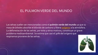 EL PULMONVERDE DEL MUNDO
Las selvas suelen ser mencionadas como el pulmón verde del mundo ya que su
masa de árboles absorbe el dióxido de carbono y libera oxígeno a la atmósfera.
La deforestación de las selvas, por este y otros motivos, constituye un grave
problema medioambiental. Se estima que casi el 30% del oxígeno que
respiramos proviene de las selvas.
 