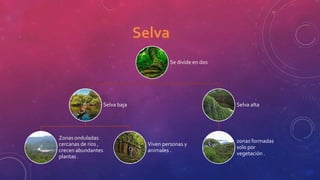 Se divide en dos
Selva baja
Zonas onduladas
cercanas de ríos ,
crecen abundantes
plantas .
Viven personas y
animales .
Selva alta
zonas formadas
solo por
vegetación .
 