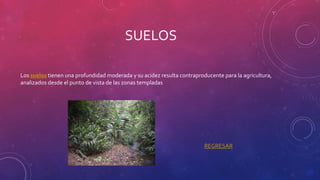 SUELOS
Los suelos tienen una profundidad moderada y su acidez resulta contraproducente para la agricultura,
analizados desde el punto de vista de las zonas templadas
REGRESAR
 