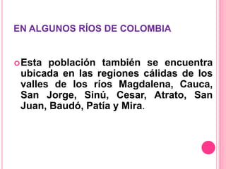 EN ALGUNOS RÍOS DE COLOMBIA
Esta población también se encuentra
ubicada en las regiones cálidas de los
valles de los ríos Magdalena, Cauca,
San Jorge, Sinú, Cesar, Atrato, San
Juan, Baudó, Patía y Mira.
 