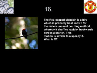 16.
The Red-capped Manakin is a bird
which is probably best known for
the male's unusual courting method
whereby it shuffles rapidly backwards
across a branch. This
motion is similar to a speedy X.
What is X?
 