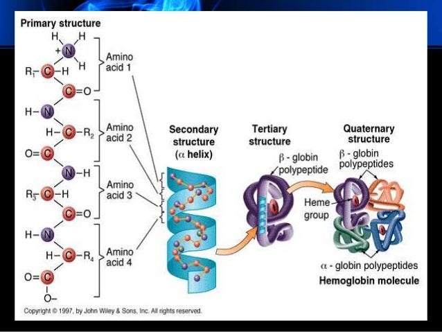 Tertiary structure of protein