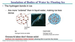 Copyright © 2005 Pearson Education, Inc. publishing as Benjamin Cummings
Insulation of Bodies of Water by Floating Ice
• The hydrogen bonds in ice
– Are more “ordered” than in liquid water, making ice less
dense
Liquid water
Hydrogen bonds
constantly break and re-form
Ice
Hydrogen bonds are stable
Hydrogen
bond
Oceans & lakes don’t freeze solid
surface ice insulates water below allowing life to survive the winter
 