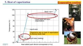Copyright © 2005 Pearson Education, Inc. publishing as Benjamin Cummings
5. Heat of vaporization
Organisms rely on heat of vaporization
to remove body heat
Evaporative cooling
 