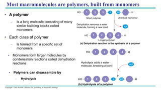 Copyright © 2005 Pearson Education, Inc. publishing as Benjamin Cummings
• A polymer
– Is a long molecule consisting of many
similar building blocks called
monomers
• Each class of polymer
– Is formed from a specific set of
monomers
Most macromolecules are polymers, built from monomers
• Monomers form larger molecules by
condensation reactions called dehydration
reactions
(a) Dehydration reaction in the synthesis of a polymer
HO H
1 2 3 HO
HO H
1 2 3 4
H
H2O
Short polymer Unlinked monomer
Longer polymer
Dehydration removes a water
molecule, forming a new bond
• Polymers can disassemble by
– Hydrolysis
(b) Hydrolysis of a polymer
HO 1 2 3 H
HO H
1 2 3 4
H2O
H
HO
Hydrolysis adds a water
molecule, breaking a bond
 