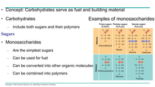 Copyright © 2005 Pearson Education, Inc. publishing as Benjamin Cummings
• Concept: Carbohydrates serve as fuel and building material
• Carbohydrates
– Include both sugars and their polymers
Sugars
• Monosaccharides
– Are the simplest sugars
– Can be used for fuel
– Can be converted into other organic molecules
– Can be combined into polymers
Examples of monosaccharides
Triose sugars
(C3H6O3)
Pentose sugars
(C5H10O5)
Hexose sugars
(C6H12O6)
H C OH
H C OH
H C OH
H C OH
H C OH
H C OH
HO C H
H C OH
H C OH
H C OH
H C OH
HO C H
HO C H
H C OH
H C OH
H C OH
H C OH
H C OH
H C OH
H C OH
H C OH
H C OH
C O
C O
H C OH
H C OH
H C OH
HO C H
H C OH
C O
H
H
H
H H H
H
H H H H
H
H H
C C C C
O
O
O
O
Aldoses
Glyceraldehyde
Ribose
Glucose Galactose
Dihydroxyacetone
Ribulose
Ketoses
Fructose
 