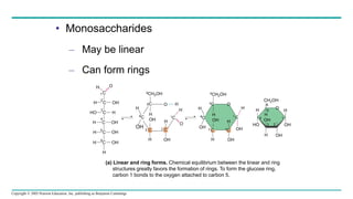 Copyright © 2005 Pearson Education, Inc. publishing as Benjamin Cummings
• Monosaccharides
– May be linear
– Can form rings
H
H C OH
HO C H
H C OH
H C OH
H C
O
C
H
1
2
3
4
5
6
H
OH
4C
6CH2OH 6CH2OH
5C
H
OH
C
H OH
H
2 C
1C
H
O
H
OH
4C
5C
3 C
H
H
OH
OH
H
2C
1 C
OH
H
CH2OH
H
H
OH
HO
H
OH
OH
H
5
3 2
4
(a) Linear and ring forms. Chemical equilibrium between the linear and ring
structures greatly favors the formation of rings. To form the glucose ring,
carbon 1 bonds to the oxygen attached to carbon 5.
OH
3
O H O
O
6
1
 