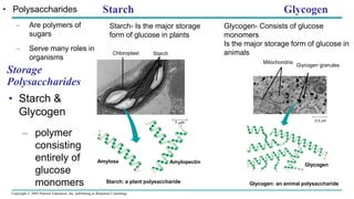 Copyright © 2005 Pearson Education, Inc. publishing as Benjamin Cummings
• Polysaccharides
– Are polymers of
sugars
– Serve many roles in
organisms
Storage
Polysaccharides
• Starch &
Glycogen
– polymer
consisting
entirely of
glucose
monomers
Starch Glycogen
Starch- Is the major storage
form of glucose in plants
Chloroplast Starch
Amylose Amylopectin
1 m
Starch: a plant polysaccharide
Glycogen- Consists of glucose
monomers
Is the major storage form of glucose in
animals
Mitochondria
Giycogen granules
0.5 m
Glycogen: an animal polysaccharide
Glycogen
 