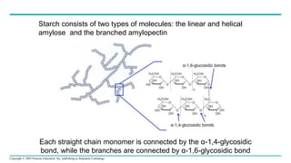 Copyright © 2005 Pearson Education, Inc. publishing as Benjamin Cummings
Each straight chain monomer is connected by the α-1,4-glycosidic
bond, while the branches are connected by α-1,6-glycosidic bond
Starch consists of two types of molecules: the linear and helical
amylose and the branched amylopectin
 