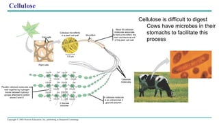 Copyright © 2005 Pearson Education, Inc. publishing as Benjamin Cummings
Cellulose
Cellulose is difficult to digest
Cows have microbes in their
stomachs to facilitate this
process
 