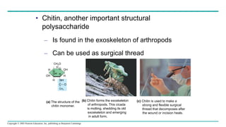 Copyright © 2005 Pearson Education, Inc. publishing as Benjamin Cummings
• Chitin, another important structural
polysaccharide
– Is found in the exoskeleton of arthropods
– Can be used as surgical thread
(a) The structure of the
chitin monomer.
O
CH2O
H
OH
H
H OH
H
NH
C
CH3
O
H
H
(b) Chitin forms the exoskeleton
of arthropods. This cicada
is molting, shedding its old
exoskeleton and emerging
in adult form.
(c) Chitin is used to make a
strong and flexible surgical
thread that decomposes after
the wound or incision heals.
OH
 