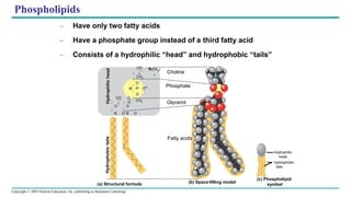 Copyright © 2005 Pearson Education, Inc. publishing as Benjamin Cummings
CH2
O
P
O O
O
CH2
C
H
CH
2
O
O
C O C O
Phosphate
Glycerol
(a) Structural formula (b) Space-filling model
Fatty acids
(c) Phospholipid
symbol
Hydrophilic
head
Hydrophobic
tails
–
CH
2 Choline
+
N(CH3)
3
Phospholipids
– Have only two fatty acids
– Have a phosphate group instead of a third fatty acid
– Consists of a hydrophilic “head” and hydrophobic “tails”
 