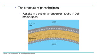 Copyright © 2005 Pearson Education, Inc. publishing as Benjamin Cummings
• The structure of phospholipids
– Results in a bilayer arrangement found in cell
membranes
Hydrophilic
head
WATER
WATER
Hydrophobic
tail
 