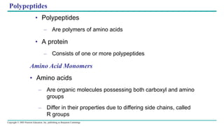 Copyright © 2005 Pearson Education, Inc. publishing as Benjamin Cummings
Polypeptides
• Polypeptides
– Are polymers of amino acids
• A protein
– Consists of one or more polypeptides
Amino Acid Monomers
• Amino acids
– Are organic molecules possessing both carboxyl and amino
groups
– Differ in their properties due to differing side chains, called
R groups
 