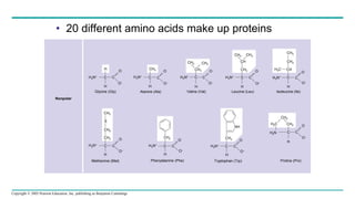 Copyright © 2005 Pearson Education, Inc. publishing as Benjamin Cummings
• 20 different amino acids make up proteins
O
O–
H
H3N+
C C
O
O–
H
CH3
H3N+
C
H
C
O
O–
CH3 CH3
CH3
C C
O
O–
H
H3N+
CH
CH3
CH2
C
H
H3N+
CH3
CH3
CH2
CH
C
H
H3N+ C
CH3
CH2
CH2
C
H3N+
H
C
O
O–
CH2
C
H3N+
H
C
O
O–
CH2
NH
H
C
O
O–
H3N+
C
CH2
H2C
H2N C
CH2
H
C
Nonpolar
Glycine (Gly) Alanine (Ala) Valine (Val) Leucine (Leu) Isoleucine (Ile)
Methionine (Met) Phenylalanine (Phe)
C
O
O–
Tryptophan (Trp) Proline (Pro)
H3C
S
O
O–
 