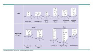 Copyright © 2005 Pearson Education, Inc. publishing as Benjamin Cummings
O–
OH
CH2
C C
H
H3N+
O
O–
H3N+
OH CH3
CH
C C
H
O–
O
SH
CH2
C
H
H3N+
C
O
O–
H3N+ C C
CH2
OH
H H H
H3N+
NH2
CH2
O
C
C C
O
O–
NH2 O
C
CH2
CH2
C C
H3N+
O
O–
O
Polar
Electrically
charged
–O O
C
CH2
C C
H3N+
H
O
O–
O– O
C
CH2
C C
H3N+
H
O
O–
CH2
CH2
CH2
CH2
NH3
+
CH2
C C
H3N+
H
O
O–
NH2
C NH2
+
CH2
CH2
CH2
C C
H3N+
H
O
O–
CH2
NH+
NH
CH2
C C
H3N+
H
O
O–
Serine (Ser) Threonine (Thr)
Cysteine
(Cys)
Tyrosine
(Tyr)
Asparagine
(Asn)
Glutamine
(Gln)
Acidic Basic
Aspartic acid
(Asp)
Glutamic acid
(Glu)
Lysine (Lys) Arginine (Arg) Histidine (His)
 
