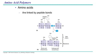 Copyright © 2005 Pearson Education, Inc. publishing as Benjamin Cummings
Amino Acid Polymers
• Amino acids
– Are linked by peptide bonds
OH
DESMOSOMES
DESMOSOMES
DESMOSOMES
OH
CH2
C
N
H
C
H O
H OH OH
Peptide
bond
OH
OH
OH
H H
H
H
H
H
H
H
H
H H
H
N
N N
N N
SH
Side
chains
SH
O
O
O O O
H2O
CH2 CH2
CH2 CH2 CH2
C C C C C C
C C
C C
Peptide
bond
Amino end
(N-terminus)
Backbone
(a)
(b)
Carboxyl end
(C-terminus)
 