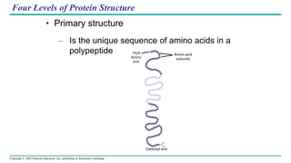 Copyright © 2005 Pearson Education, Inc. publishing as Benjamin Cummings
Four Levels of Protein Structure
• Primary structure
– Is the unique sequence of amino acids in a
polypeptide
–
Amino acid
subunits
+H3N
Amino
end
o
Carboxyl end
o
c
GlyProThr Gly
Thr
Gly
Glu
Seu
Lys
Cys
Pro
Leu
Met
Val
Lys
Val
Leu
Asp
AlaVal ArgGly
Ser
Pro
Ala
Gly
lle
Ser
ProPheHisGluHis
Ala
Glu
Val
Val
Phe
Thr
Ala
Asn
Asp
Ser
GlyPro
Arg
Arg
Tyr
Thr
lle
Ala
Ala
Leu
Leu
Ser
Pro
Tyr
Ser
Tyr
Ser
Thr
Thr
Ala
Val
Val
Thr
AsnPro
LysGlu
Thr
Lys
Ser
Tyr
Trp
Lys
Ala
Leu
GluLle Asp
 