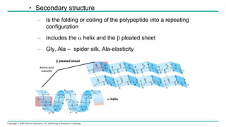 Copyright © 2005 Pearson Education, Inc. publishing as Benjamin Cummings
O C  helix
 pleated sheet
Amino acid
subunits N
C
H
C
O
C N
H
C
O H
R
C N
H
C
O H
C
R
N
H
H
R C
O
R
C
H
N
H
C
O H
N
C
O
R
C
H
N
H
H
C
R
C
O
C
O
C
N
H
H
R
C
C
O
N
H
H
C
R
C
O
N
H
R
C
H C
O
N
H
H
C
R
C
O
N
H
R
C
H C
O
N
H
H
C
R
C
O
N H
H C R
N H
O
O C N
C
R
C
H O
C
H
R
N H
O C
R
C
H
N H
O C
H C R
N H
C
C
N
R
H
O C
H C R
N H
O C
R
C
H
H
C
R
N
H
C
O
C
N
H
R
C
H C
O
N
H
C
• Secondary structure
– Is the folding or coiling of the polypeptide into a repeating
configuration
– Includes the  helix and the  pleated sheet
– Gly, Ala – spider silk, Ala-elasticity
H H
 