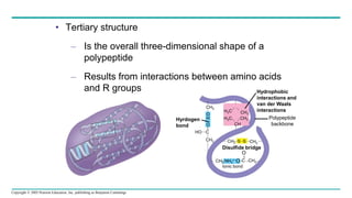 Copyright © 2005 Pearson Education, Inc. publishing as Benjamin Cummings
• Tertiary structure
– Is the overall three-dimensional shape of a
polypeptide
– Results from interactions between amino acids
and R groups
CH2
CH
O
H
O
C
HO
CH2
CH2 NH3
+ C
-O CH2
O
CH2
S
S
CH2
CH
CH3
CH3
H3C
H3C
Hydrophobic
interactions and
van der Waals
interactions
Polypeptide
backbone
Hyrdogen
bond
Ionic bond
CH2
Disulfide bridge
 