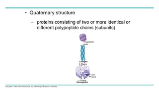 Copyright © 2005 Pearson Education, Inc. publishing as Benjamin Cummings
• Quaternary structure
– proteins consisting of two or more identical or
different polypeptide chains (subunits)
Polypeptide
chain
Collagen
 Chains
 Chains
Hemoglobin
Iron
Heme
 