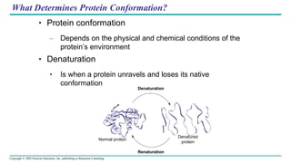 Copyright © 2005 Pearson Education, Inc. publishing as Benjamin Cummings
What Determines Protein Conformation?
• Protein conformation
– Depends on the physical and chemical conditions of the
protein’s environment
• Denaturation
• Is when a protein unravels and loses its native
conformation
Denaturation
Renaturation
Denatured
protein
Normal protein
 