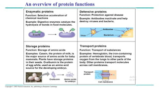 Copyright © 2005 Pearson Education, Inc. publishing as Benjamin Cummings
An overview of protein functions
 