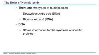 Copyright © 2005 Pearson Education, Inc. publishing as Benjamin Cummings
The Roles of Nucleic Acids
• There are two types of nucleic acids
– Deoxyribonucleic acid (DNA)
– Ribonucleic acid (RNA)
• DNA
– Stores information for the synthesis of specific
proteins
 