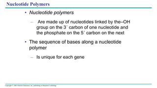 Copyright © 2005 Pearson Education, Inc. publishing as Benjamin Cummings
Nucleotide Polymers
• Nucleotide polymers
– Are made up of nucleotides linked by the–OH
group on the 3´ carbon of one nucleotide and
the phosphate on the 5´ carbon on the next
• The sequence of bases along a nucleotide
polymer
– Is unique for each gene
 
