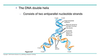 Copyright © 2005 Pearson Education, Inc. publishing as Benjamin Cummings
• The DNA double helix
– Consists of two antiparallel nucleotide strands
3’ end
Sugar-phosphate
backbone
Base pair (joined by
hydrogen bonding)
Old strands
Nucleotide
about to be
added to a
new strand
A
3’ end
3’ end
5’ end
New
strands
3’ end
5’ end
5’ end
Figure 5.27
 