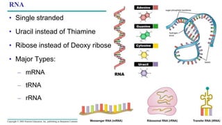Copyright © 2005 Pearson Education, Inc. publishing as Benjamin Cummings
RNA
• Single stranded
• Uracil instead of Thiamine
• Ribose instead of Deoxy ribose
• Major Types:
– mRNA
– tRNA
– rRNA
 