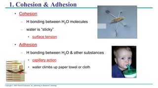 Copyright © 2005 Pearson Education, Inc. publishing as Benjamin Cummings
1. Cohesion & Adhesion
• Cohesion
– H bonding between H2O molecules
– water is “sticky”
• surface tension
• Adhesion
– H bonding between H2O & other substances
• capillary action
• water climbs up paper towel or cloth
 