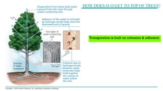 Copyright © 2005 Pearson Education, Inc. publishing as Benjamin Cummings
HOW DOES H2O GET TO TOP OF TREES?
Transpiration is built on cohesion & adhesion
 