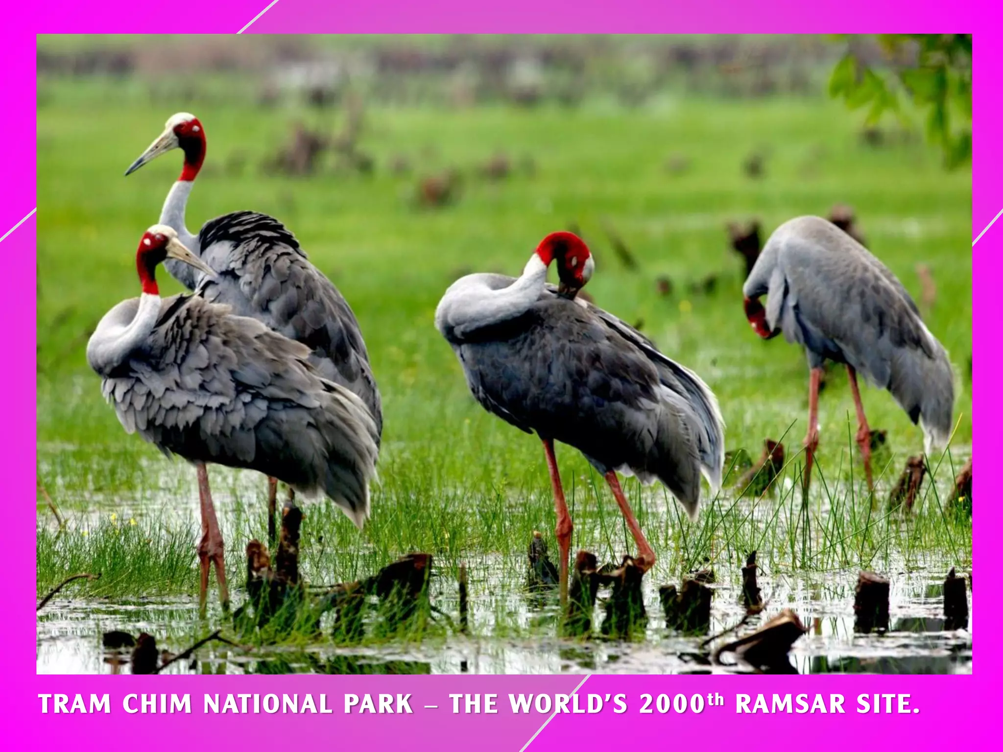 TRAM CHIM NATIONAL PARK – THE WORLD’S 2000th RAMSAR SITE.
 