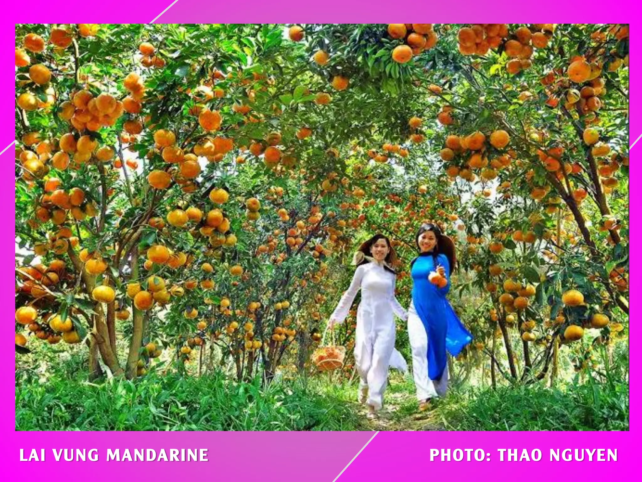 LAI VUNG MANDARINE PHOTO: THAO NGUYEN
 