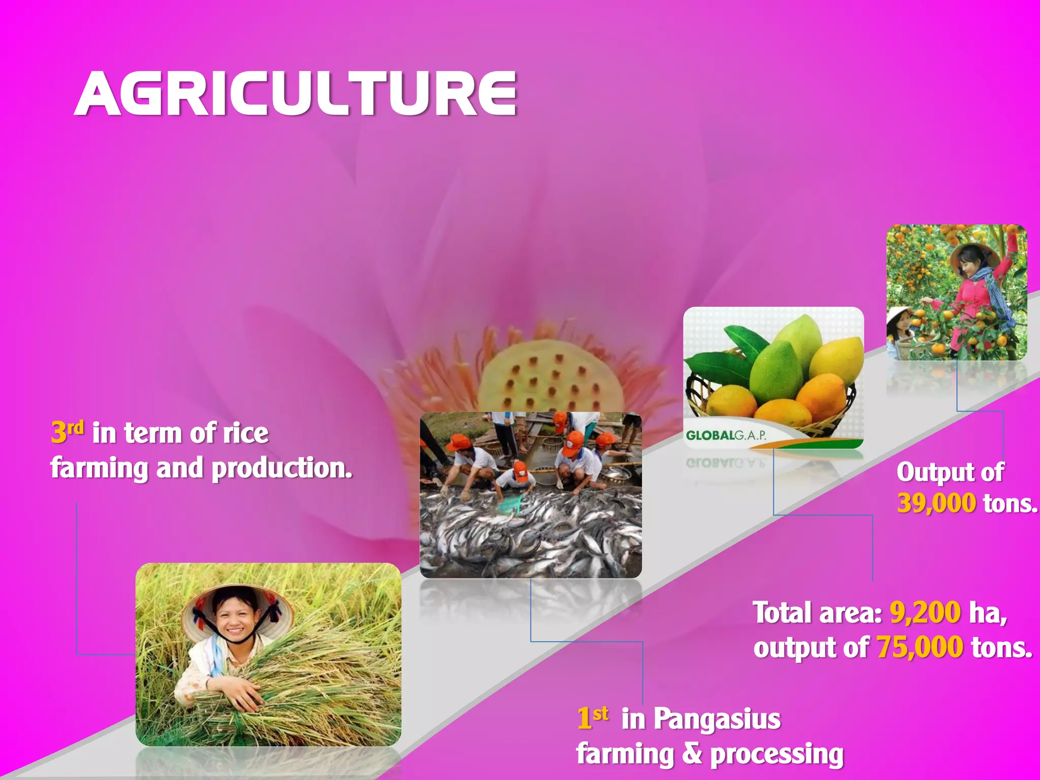 AGRICULTURE
3rd in term of rice
farming and production.
1st in Pangasius
farming & processing
Total area: 9,200 ha,
output of 75,000 tons.
Output of
39,000 tons.
 
