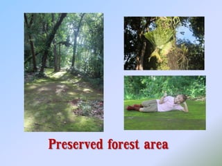 Preserved forest area
 