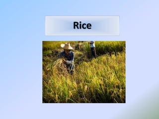 Rice
 