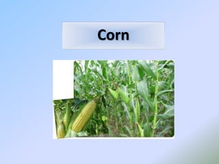 Corn
 