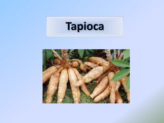 Tapioca
 