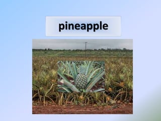 pineapple
 