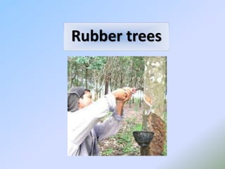 Rubber trees
 