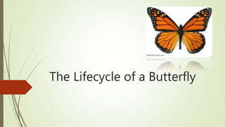 The Lifecycle of a Butterfly
 