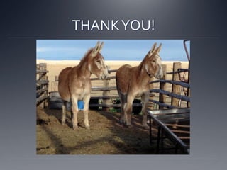 Donkeynutrition | PDF