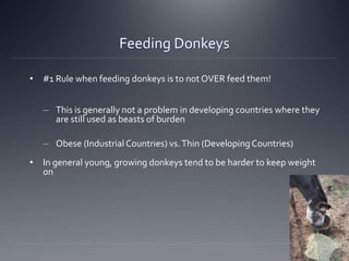 Feeding Donkeys
• #1 Rule when feeding donkeys is to not OVER feed them!
– This is generally not a problem in developing countries where they
are still used as beasts of burden
– Obese (Industrial Countries) vs.Thin (DevelopingCountries)
• In general young, growing donkeys tend to be harder to keep weight
on
 